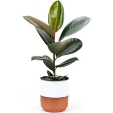 Die Grup Nura Botanik Kauçuk - Ficus Elastica Robusta Canlı Salon Bitkisi, 20-45CM