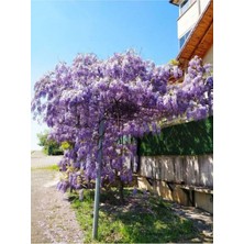 Die Grup Gardenbox Mor Salkım Çiçeği Fidanı, 30-40 Cm, Saksılı, Bahçe Balkon Bitkisi