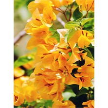 Die Grup Nura Botanik Sarı Begonvil, 90-110 Cm, 1 Adet Saksılı Çiçekli Dış Mekan Bitkisi, Bougainvillea