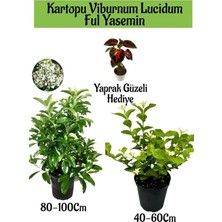 Die Grup Nura Botanik Kartopu Viburnum, Kokulu Ful Yasemin, Yaprak Güzeli Hediye Bahçe Bitkisi Seti, Çok Renkli