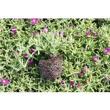 Die Grup Nura Botanik Acem Halısı Fidanı, 5-15 Cm, Mor
