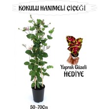 Die Grup Serada Decor & Plant Mis Kokulu Hanımeli Çiçeği 1 Adet + Kırmızı Yeşil Yaprak Güzeli Hediye Peyzaj Seti, 50-70 cm