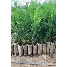 Die Grup Nura Botanik Leylandi Çit Bitkisi, 10-25 Cm, 10 Adet Tüplü Dış Mekan Bitkisi, Cupressus Leylandii