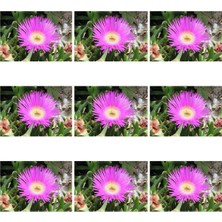 Die Grup Serada Decor & Plant Acem Halısı Çiçeği, 10'lu Set, 5-10 cm Tüplü, Mesembryanthemum, Magenta