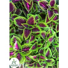 Die Grup Serada Decor & Plant Yeşil Yaprak Güzeli Çiçeği, 1 Adet Saksılı Kolyos (Coleus)