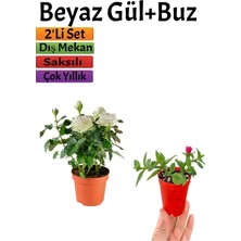 Die Grup Serada Decor & Plant Pembe Gül Fidanı, Buz Çiçeği Dış Mekan Bitkileri, 2'li Set
