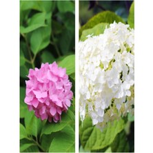 Die Grup Nura Botanik 2 Adet Pembe/beyaz Çiçekli Ortanca Fidanı, 30-55 Cm, Tüplü