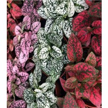 Die Grup Nura Botanik Hypoestes Bitkisi, 3 Renk, 20-40CM Saksılı, Polka Dot Plant