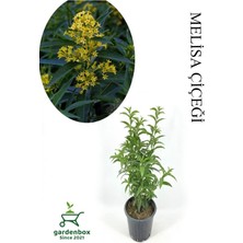 Die Grup Nura Botanik Mis Kokulu Melisa Çiçeği Saksılı 30-60CM Bahçe Bitkisi