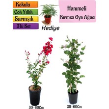 Die Grup Serada Decor & Plant Kırmızı Oya Ağacı, Kokulu Hanımeli Çiçeği, Tül Kuşkonmaz 3'lü Peyzaj Seti, Çok Renkli