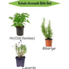 Die Grup Nura Botanik Aromatik Kokulu Mutfak Seti, Itır Çiçeği + Biberiye Fidanı + Lavanta Fidesi, 3 Adet