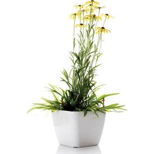 Die Grup Serada Decor & Plant Sarı Papatya (Osteospermum), 5,5-10 Cm, Tüplü/saksılı, Çok Renkli