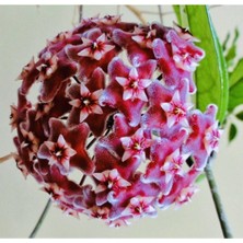 Die Grup Nura Botanik Hoya Pubicalyx 30-40CM Boyunda Kokulu Mum Çiçeği Bitkisi