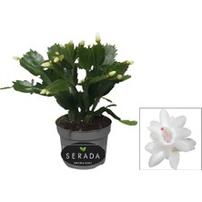 Die Grup Serada Decor & Plant Schlumbergera Truncata White Yılbaşı Çiçeği, Beyaz, 10-15 cm