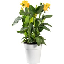 Die Grup Serada Decor & Plant Kana Tespih Çiçeği Sarı, 30-50 Cm, 1 Adet Saksılı Dış Mekan Bitkisi