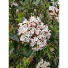 Die Grup Nura Botanik Viburnum Tinus Lucidum Kartopu Çit Bitkisi, 1 Adet, Saksılı/tüplü, 100-120 cm