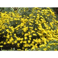 Die Grup Serada Decor & Plant Sarı Papatya Euryops, Çok Yıllık Dış Mekan Çiçeği, 25-30 Cm, Sarı