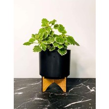 Die Grup Serada Decor & Plant Sarkıcı Sukulent Plectranthus Forsteri, 10-20 Cm, Çok Renkli