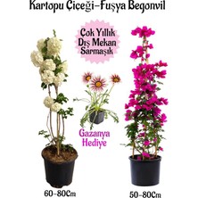 Die Grup Serada Decor & Plant Kartopu Çiçeği, Fuşya Begonvil, Pembe Gazanya Hediyeli Saksılı Bahçe Seti, Çok Renkli