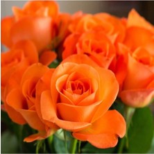 Die Grup Videolu Turuncu Yediveren Kokulu Gül Fidanı 1 Adet (10-15 Cm) Saksılı Aşılı Gül Orange Rose