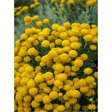 Die Grup Nura Botanik Santolin Çiçeği Fıdanı, 20-40 Cm, Sarı, Saksılı Bodur Çiçekli Bitki