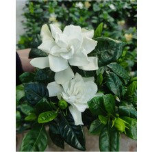 Die Grup Gardenbox Gardenya Yoğun Kokulu (Gardenia Jasminoides) Mis Kokulu Çiçekli Bodur Bitki