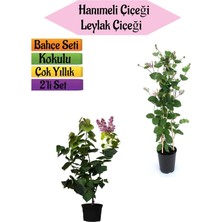 Die Grup Nura Botanik Mis Kokulu Hanımeli Fidanı + Kokulu Leylak Çiçeği Fidanı, 40-80 Cm, 2 Adet Kokulu Bahçe Seti