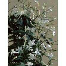 Die Grup Serada Decor & Plant Arap Yasemini Yasemin Fidanı, 40-60 Cm, Saksılı, Çok Renkli