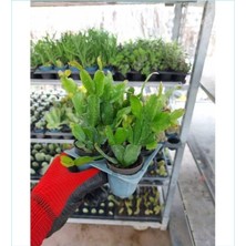 Die Grup Nura Botanik Pemba Yılbaşı Çiçeği, 20-30 Cm, Tüplü, Çiçekli Bodur Bitkiler, Zygocactus