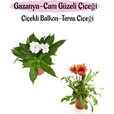 Die Grup Serada Decor & Plant Beyaz Cam Güzeli, Pembe Gazanya Çiçeği Saksılı Set, 10-20 cm