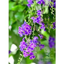 Die Grup Nura Botanik Mor Ağaç Menekşesi Duranda Saksılı 40-60 Cm, Purple Duranta