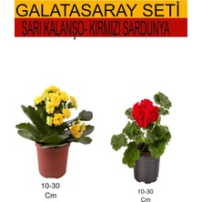Die Grup Gardenbox 2'li Sarı Kalanşo + Kırmızı Ortanca Dış Mekan Bitkisi Seti, 10-30 cm