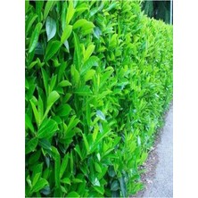 Die Grup Nura Botanik Viburnum Tinus Lucidum Çit Bitkisi Fidanı, 60-120 Cm, Saksılı, Çok Renkli
