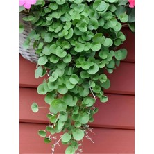 Die Grup Saksılı Fare Kulağı Yayılıcı Zemin Bitkisi 10-15CM Dichondra Repens