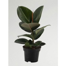 Die Grup Nura Botanik Mini Boy Kauçuk Fidanı, Saksılı, 20-45CM, Ficus Elastica