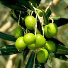 Die Grup Serada Decor & Plant Bodur Zeytin, 60-80 Cm, Yeşil