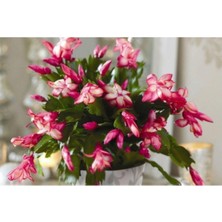 Die Grup Nura Botanik Pembe Yılbaşı Çiçeği Fidanı, 20-40 Cm, Saksılı, Zygocactus
