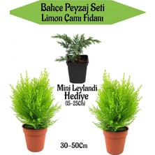 Die Grup Nura Botanik Bahçe Peyzaj Seti, 2 Adet Limoni Servi Fidanı + Hediye Mini Leylandi Fidanı