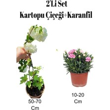 Die Grup Nura Botanik 2'li Set Kartopu Fidanı + Pembe Karanfil Çiçeği Dış Mekan Bitkisi