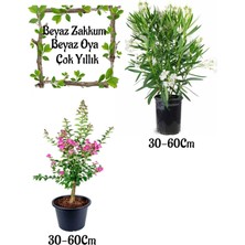 Die Grup Bitkim Sende Beyaz Zakkum Çiçeği, Pembe Oya Ağacı Saksılı Bahçe Seti, 30-60 cm