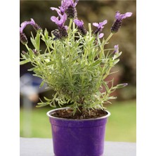 Die Grup Gardenbox Mor Lavanta Fidanı, 30 Adet, Angustifolia, Tüplü, 15-25 cm