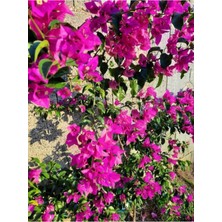Die Grup Serada Decor & Plant Begonvil Çiçeği, 40-60 Cm, Saksılı, Mor