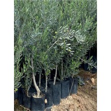 Die Grup Gardenbox Gemlik Zeytin Fidanı Fidesi, 1 Adet, 1. Kalite, 80-150 Cm, Saksılı Tüplü
