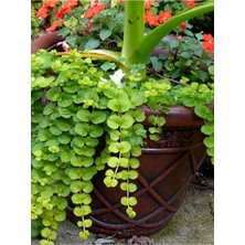 Die Grup Nura Botanik Altın Kolye Çiçeği, 1 Adet, Sarı Çiçekli, 30-40 Cm, Lysimachia Nummularia