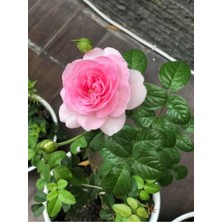Die Grup Bitkim Sende Yediveren Açık Pembe Gül Fidesi, Saksılı, 30-55 Cm, 1 Adet