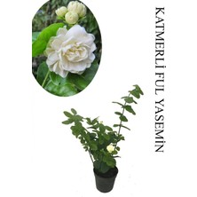 Die Grup Nura Botanik Mis Kokulu Katlı Ful Yasemin Çiçeği, Saksılı, 30-60CM, Bahçe Bitkisi