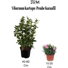 Die Grup Nura Botanik 2'li Set Viburnum Kartopu Fidanı + Karanfil Çiçeği Dış Mekan Bitkisi