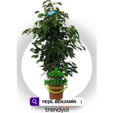 Die Grup Bitkim Sende Ficus Benjamin Yeşil Yapraklı Canlı Ev ve Ofis Bitkisi, 80 cm