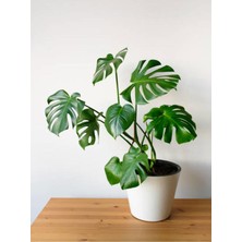 Die Grup Nura Botanik Monstera Delicious, 60-85 Cm, Saksılı, Yeşil, Iç Mekan Bitkisi