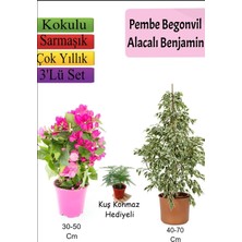 Die Grup Serada Decor & Plant Beyaz Alacalı Benjamin Bitkisi, Ağaç Menekşesi Duranta, Tül Çiçeği Hediyeli, Çok Renkli, 3'lü Set